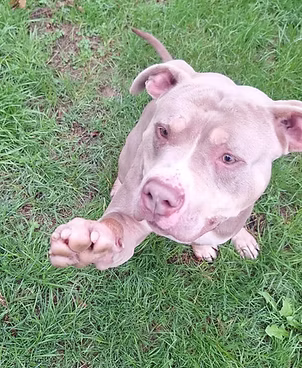 Jaijai, a 2 years old male Staffordshire Bull Terrier X available for adoption from Lola's Legacy Dog Rescue in Gloucestershire
