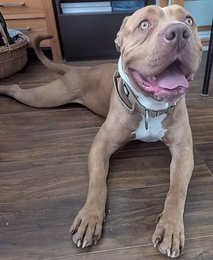 Reggie, a 2 years old male Unknown available for adoption from Lola's Legacy Dog Rescue in Gloucestershire