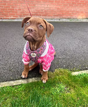 Pudding, a 3 months old male Unknown available for adoption from Lola's Legacy Dog Rescue in Gloucestershire