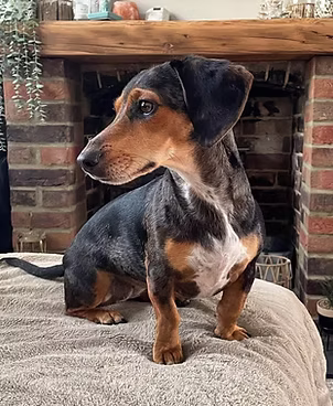 Winnie, a 5 years old female Jack Russell Terrier X Dachshund available for adoption from Lola's Legacy Dog Rescue in Gloucestershire