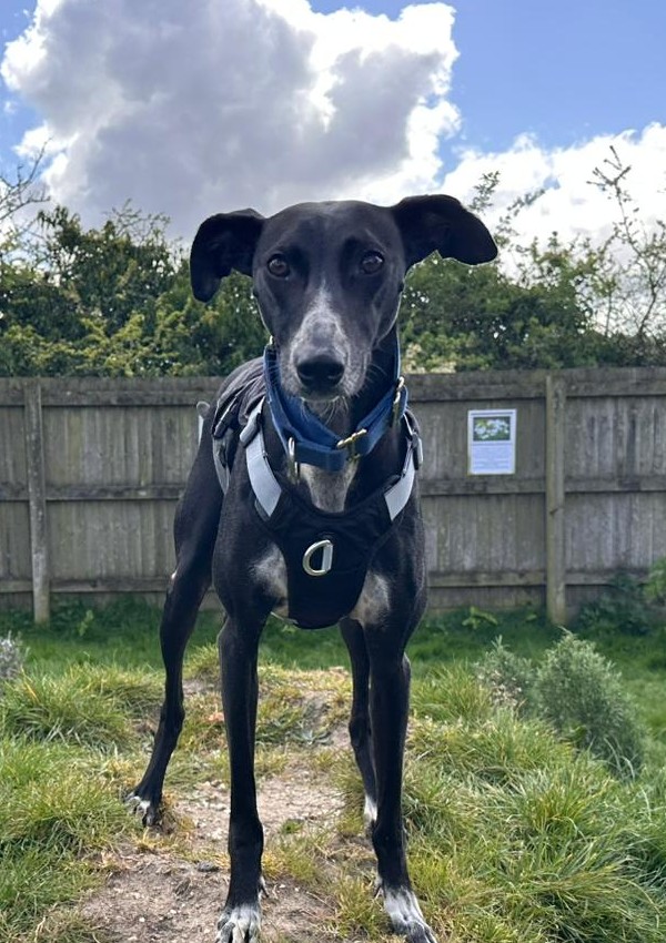 Bluey, a 2 years old male Lurcher available for adoption from Margaret Green Animal Rescue in Dorset
