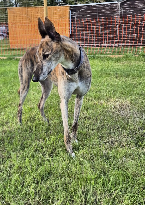 Tiger, a 5 years old male Greyhound available for adoption from Margaret Green Animal Rescue in Dorset