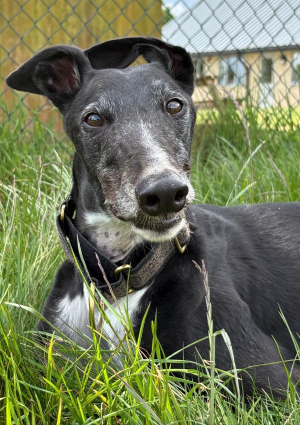 Bobby, a 7 years old male Greyhound available for adoption from Margaret Green Animal Rescue in Dorset