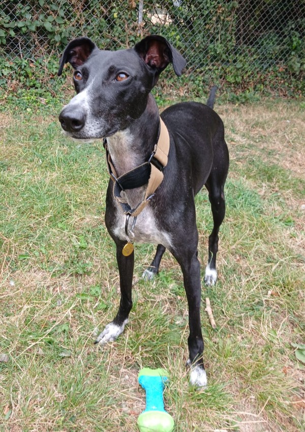 Ducky, a 3 years old male Lurcher available for adoption from Margaret Green Animal Rescue in Dorset