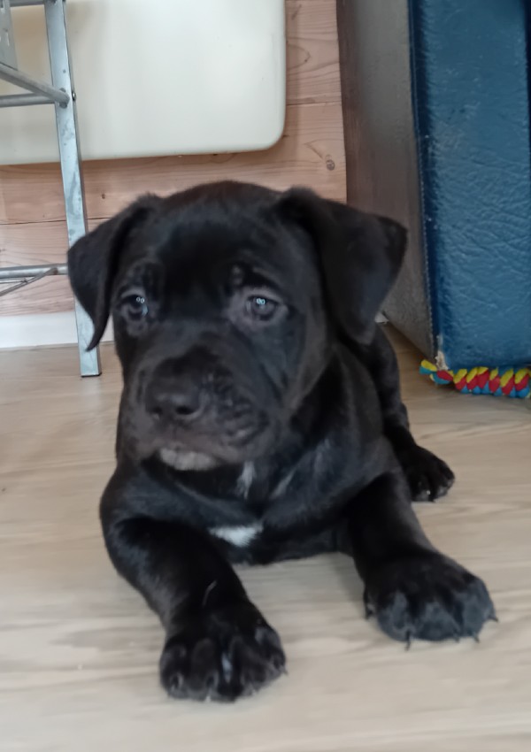 Daphne, a 2 months old female Crossbreed available for adoption from Margaret Green Animal Rescue in Devon