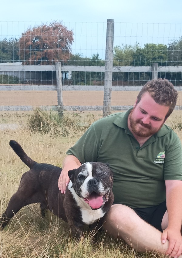 Dubby, a 9 years old male Bulldog available for adoption from Margaret Green Animal Rescue in Devon