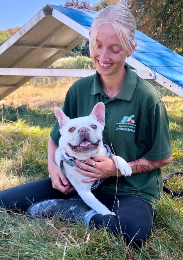 Connie, a 4 years old female French Bulldog available for adoption from Margaret Green Animal Rescue in Devon