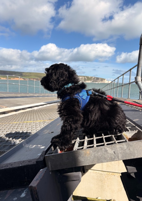Bobby, a 7 months old male Cocker Spaniel X Poodle available for adoption from Margaret Green Animal Rescue in Dorset