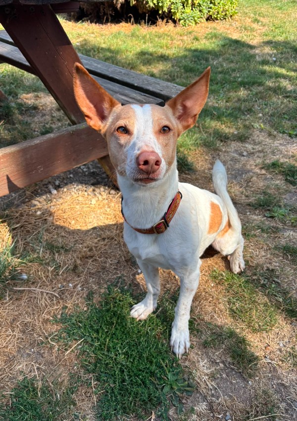 Frankie, a 5 years old male Podenco X Soft Coated Wheaten Terrier available for adoption from Margaret Green Animal Rescue in Dorset