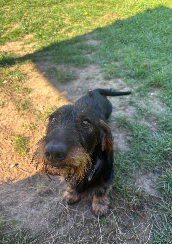 Snuggles, a 2 years old male Dachshund available for adoption from Margaret Green Animal Rescue in Dorset