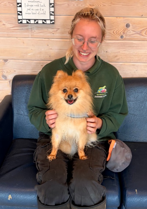 Teddy, a 4 years old female Pomeranian available for adoption from Margaret Green Animal Rescue in Devon