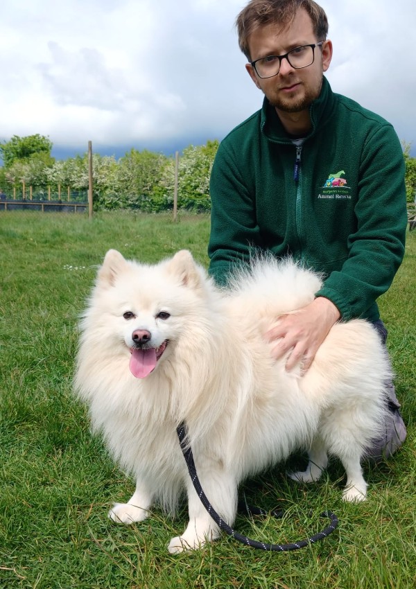 Spud, a 4 years old male Finnish Spitz available for adoption from Margaret Green Animal Rescue in Dorset