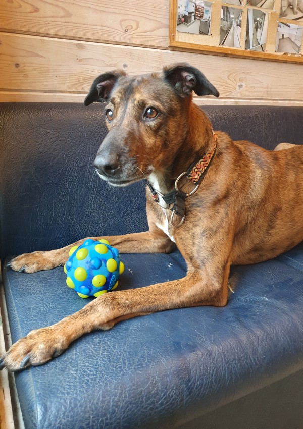 Basil, a 4 years old male Lurcher available for adoption from Margaret Green Animal Rescue in Devon
