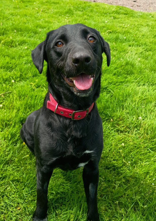 Nelly, a 4 years old female Labrador available for adoption from Margaret Green Animal Rescue in Devon