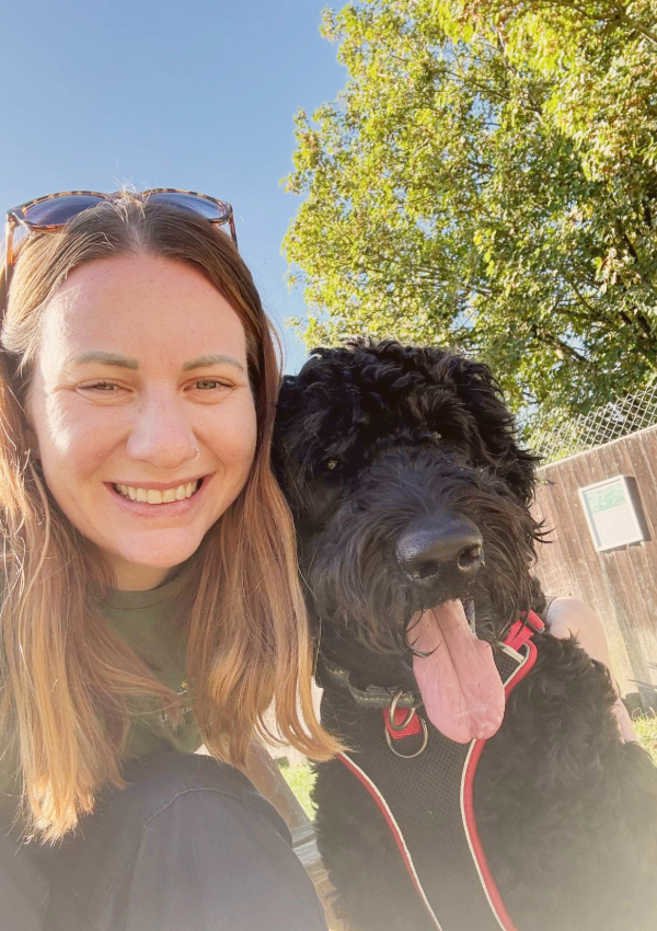 Nelson, a 4 years old male Giant Schnauzer X Poodle available for adoption from Margaret Green Animal Rescue in Dorset