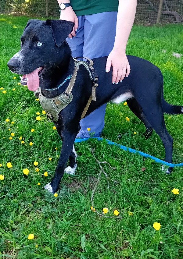 Loki, a 11 months old male Weimaraner available for adoption from Margaret Green Animal Rescue in Devon