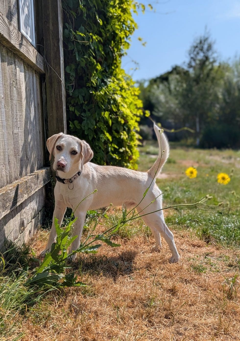 Cookie, a 2 years old male Beagle x Harrier available for adoption from Margaret Green Animal Rescue in Dorset