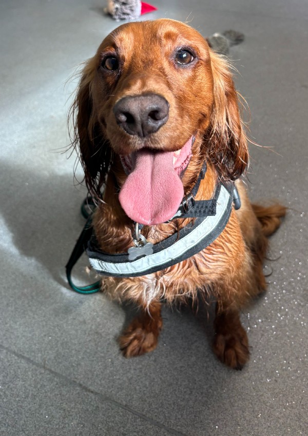 Rowan, a 2 years old male Cocker Spaniel available for adoption from Margaret Green Animal Rescue in Dorset