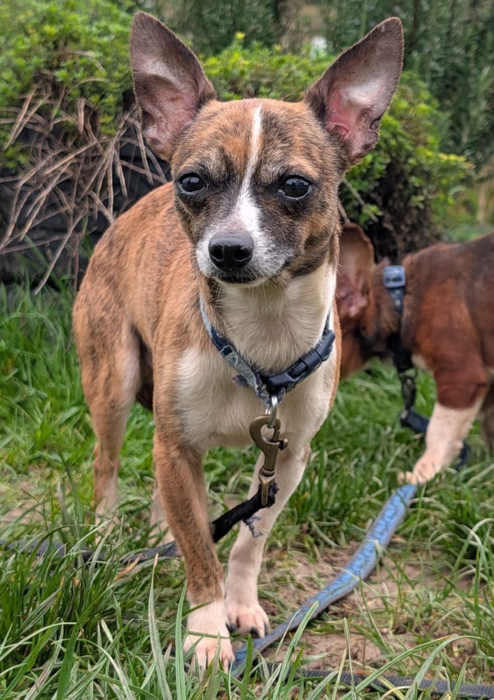 Fergal, a 3 years old male Chihuahua x Soft Coated Wheaten Terrier available for adoption from Margaret Green Animal Rescue in Dorset