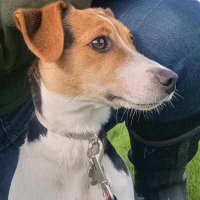 Ada, a 7 months old female Jack Russell Terrier available for adoption from Margaret Green Animal Rescue in Devon
