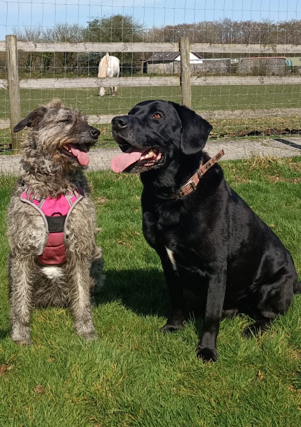 Belle & Ernie, a 6 years old female Lurcher available for adoption from Margaret Green Animal Rescue in Devon