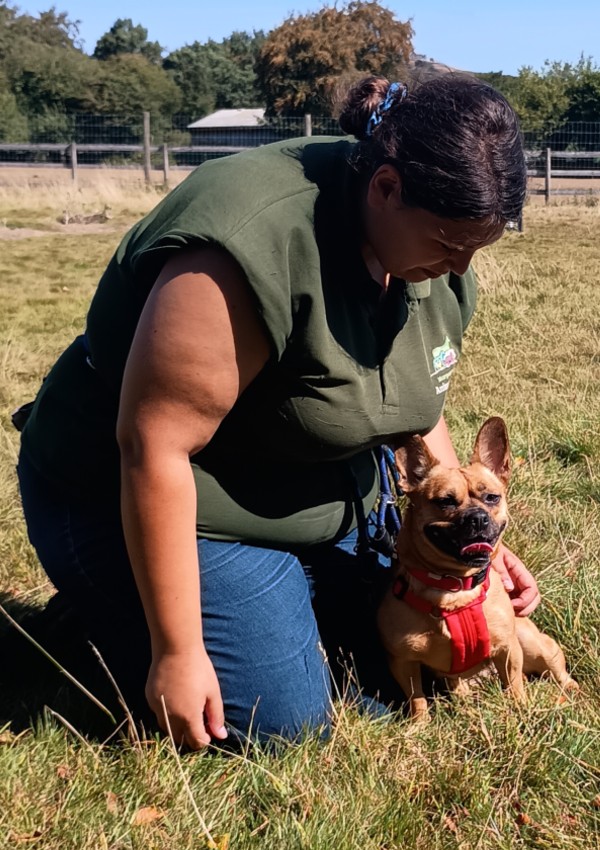 Evie, a 4 years old female French Bulldog available for adoption from Margaret Green Animal Rescue in Devon