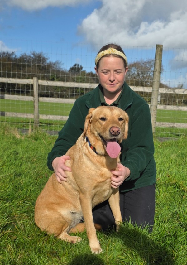 Luna, a 4 years old female Labrador available for adoption from Margaret Green Animal Rescue in Devon