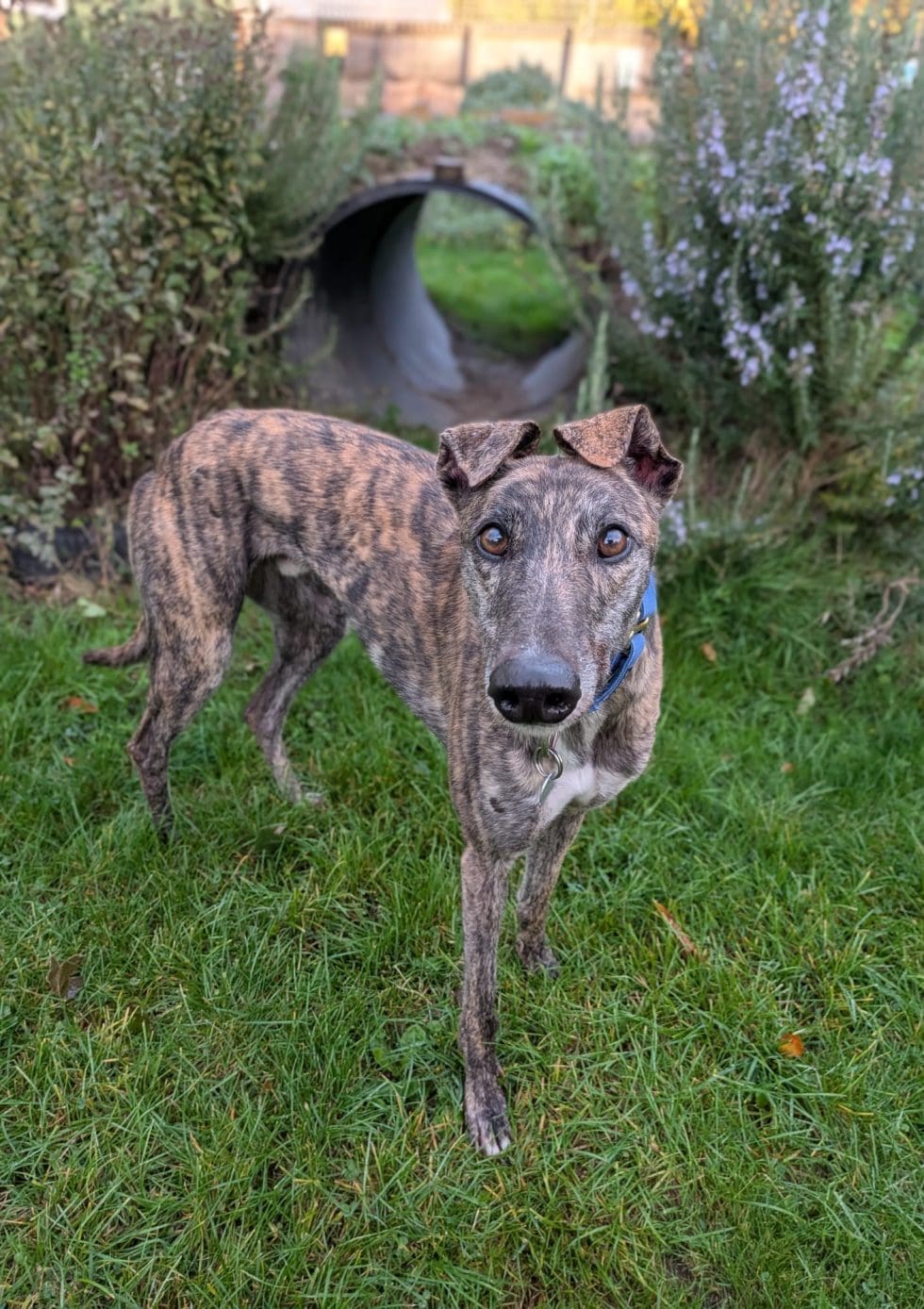 Beans, a 3 years old male Greyhound available for adoption from Margaret Green Animal Rescue in Dorset