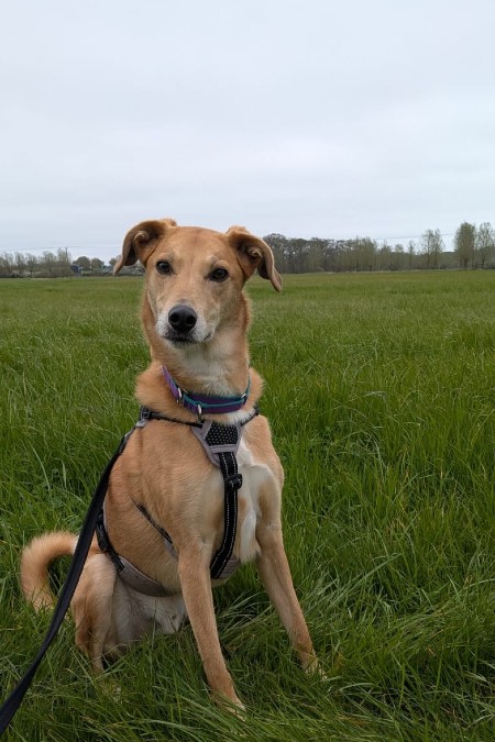 Bobbie, a 7 years old male Lurcher available for adoption from Margaret Green Animal Rescue in Dorset