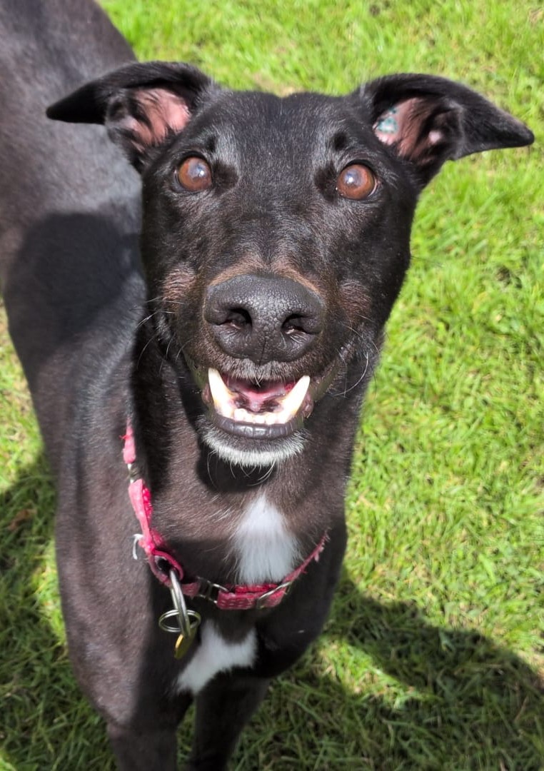 Bedrock, a 3 years old male Greyhound available for adoption from Margaret Green Animal Rescue in Dorset