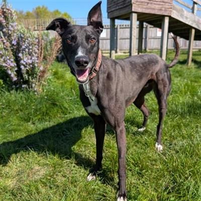 Ross, a 4 years old male Greyhound available for adoption from Margaret Green Animal Rescue in Dorset
