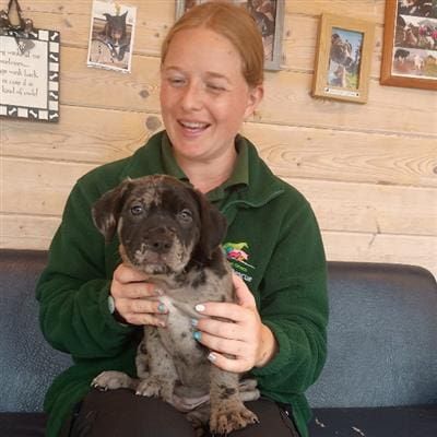 Delilah, a 2 months old female Bulldog available for adoption from Margaret Green Animal Rescue in Devon