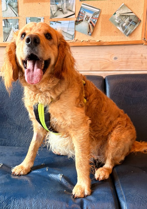 Buddy, a 3 years old male Golden Retriever X Poodle available for adoption from Margaret Green Animal Rescue in Devon