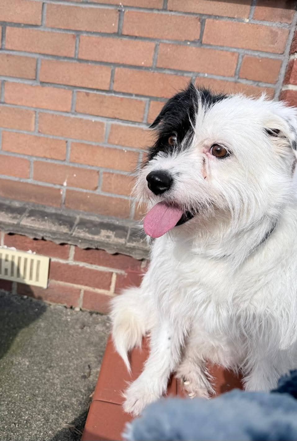 Monica, a 4 years old female Unknown available for adoption from Miss Mollies Rescue in North Yorkshire