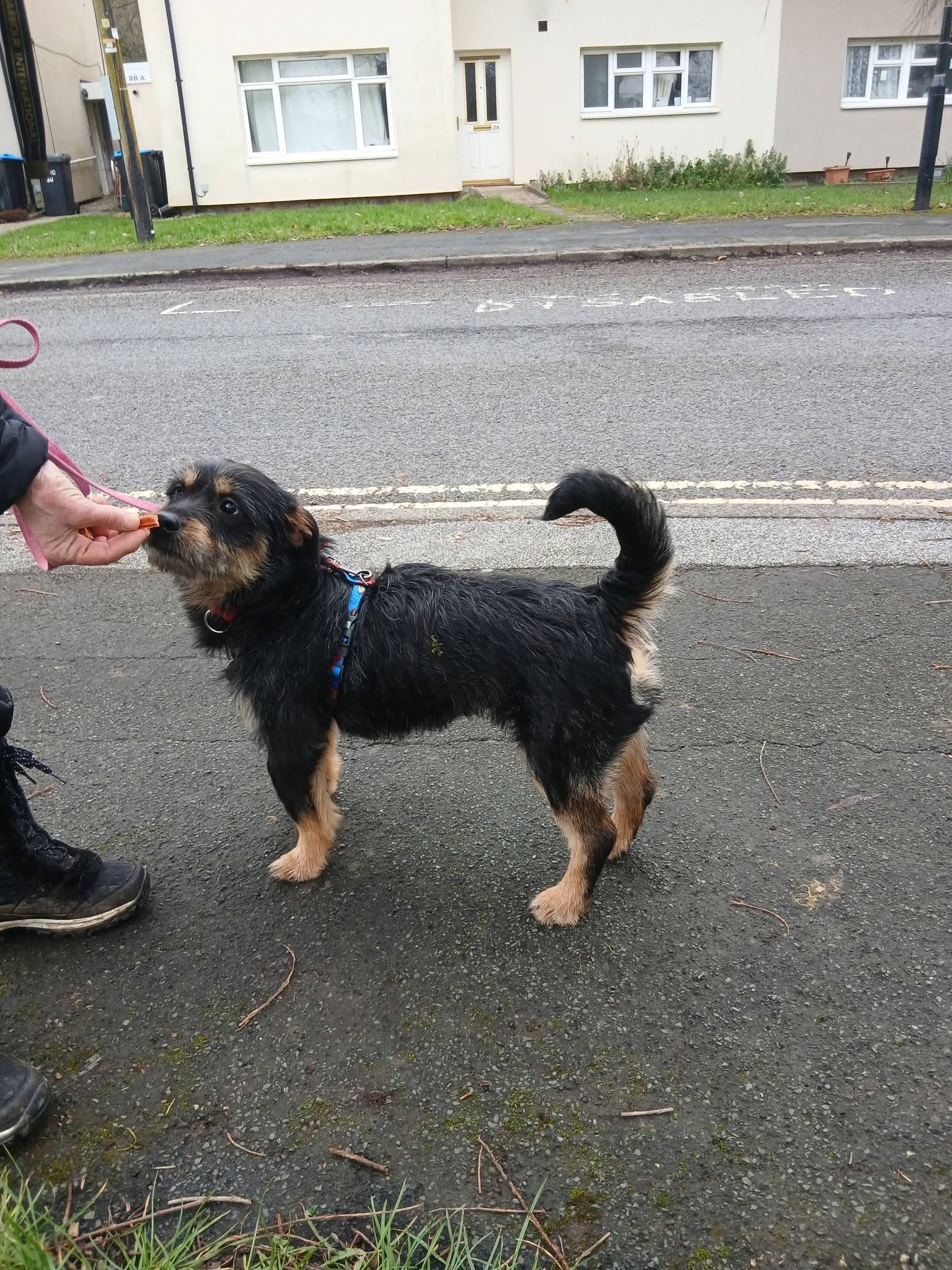 Finn, a 2 years old male Unknown available for adoption from Miss Mollies Rescue in North Yorkshire