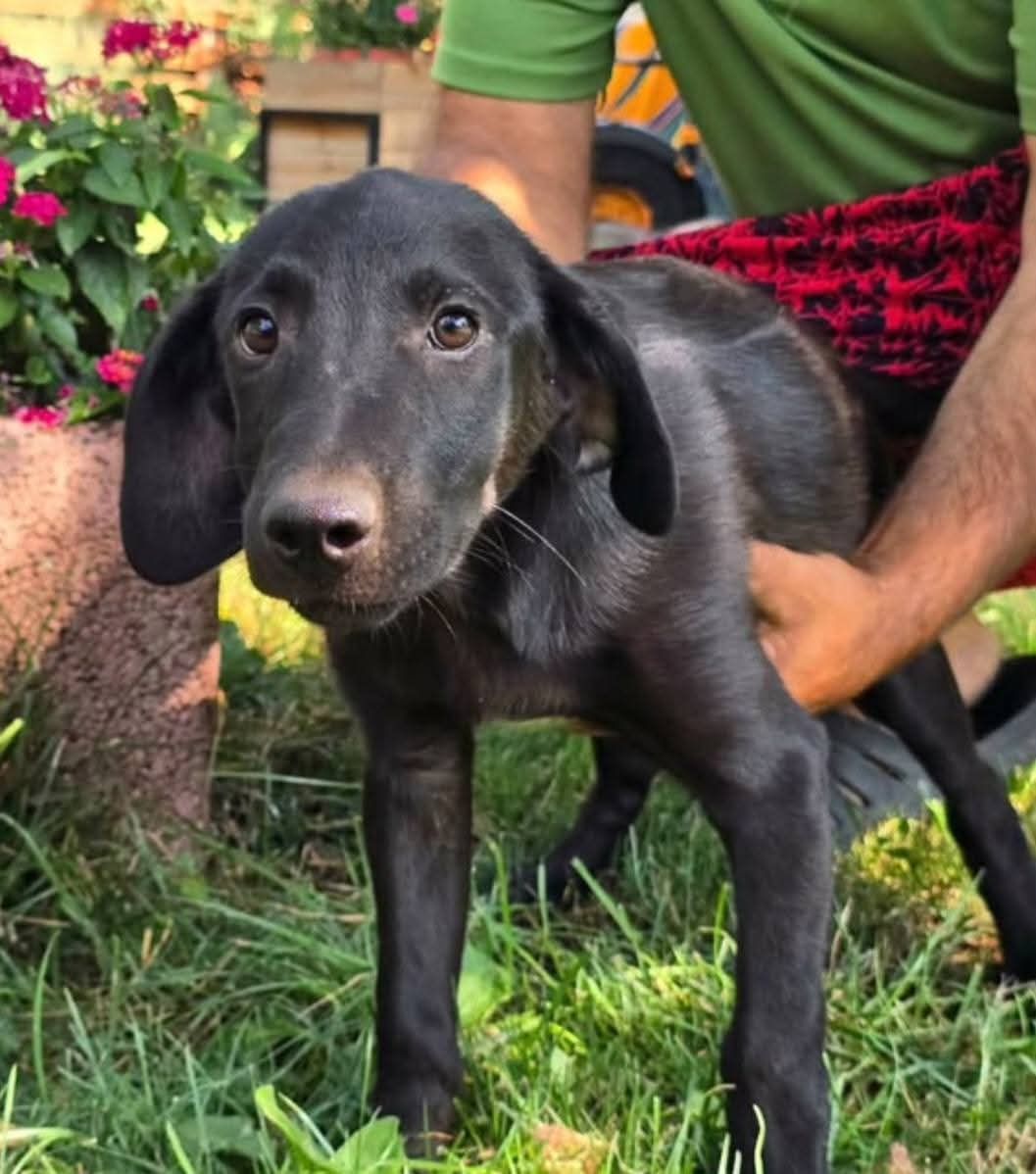 Ash, a 4 months old male Labrador available for adoption from Miss Mollies Rescue in North Yorkshire