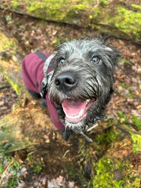 Fig, a 1 year old female Cockapoo available for adoption from Miss Mollies Rescue in North Yorkshire