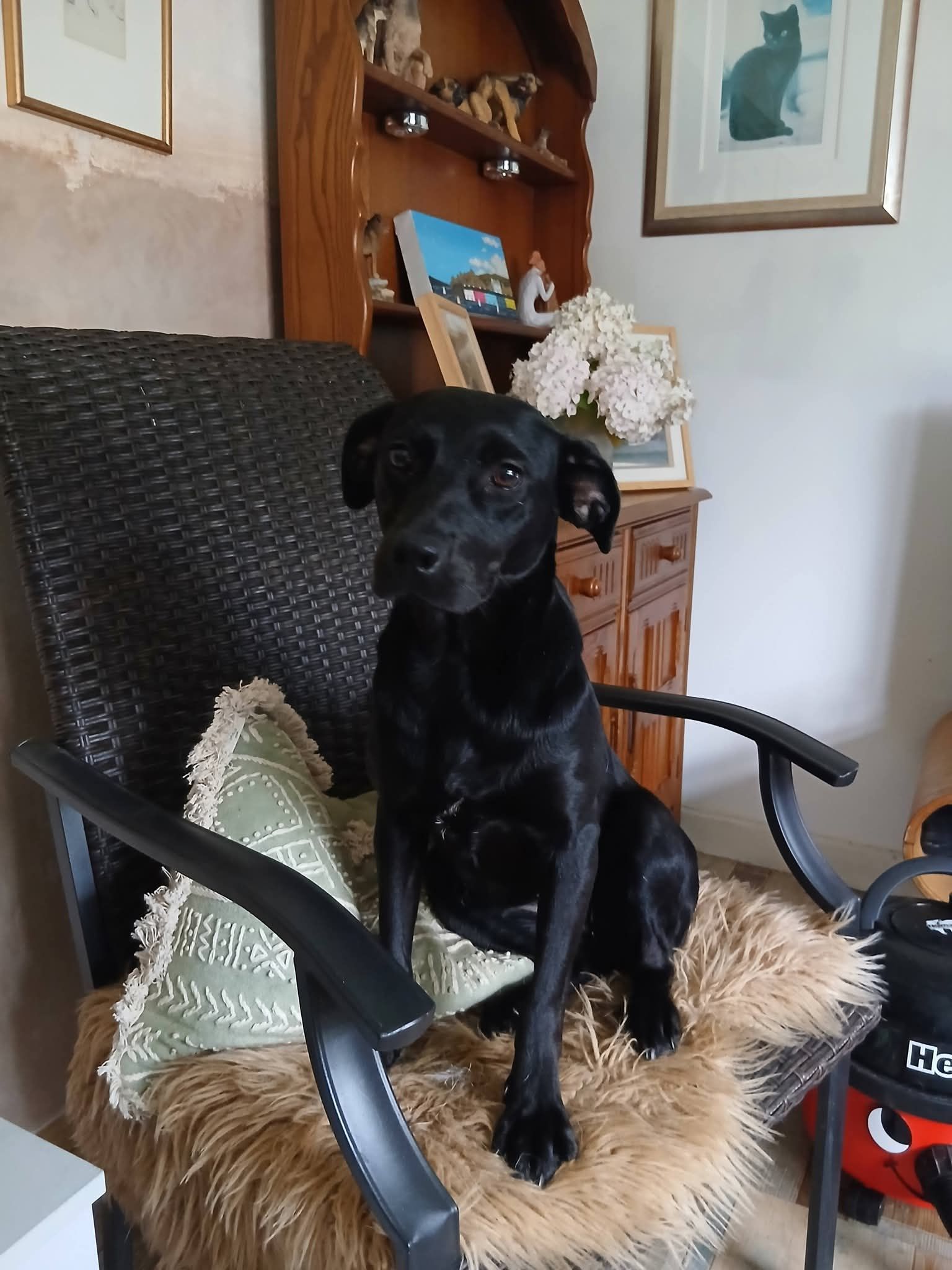Lola, a 2 years old female Unknown available for adoption from Miss Mollies Rescue in North Yorkshire