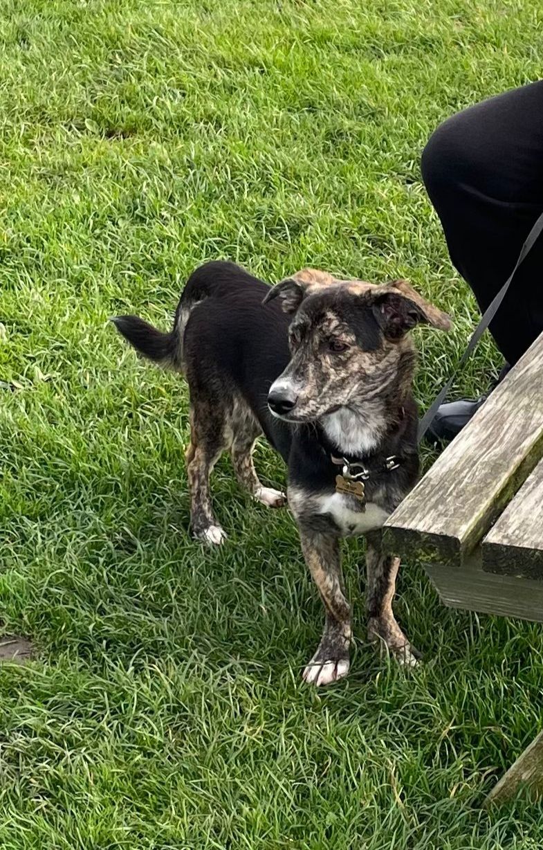 Mr Bean, a Unknown old unknown Unknown available for adoption from Miss Mollies Rescue in North Yorkshire