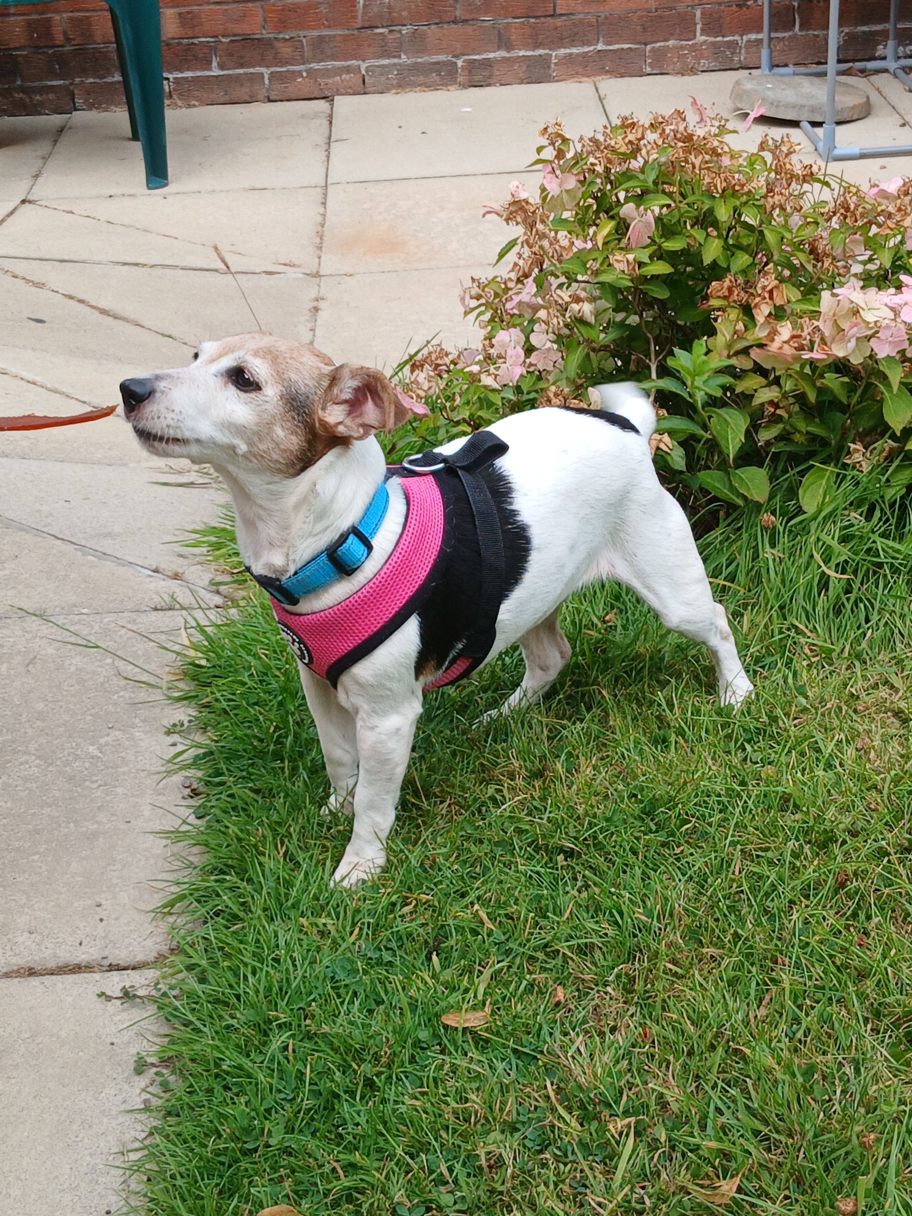 Poppy, a 12 years old female Jack Russell Terrier available for adoption from Miss Mollies Rescue in North Yorkshire