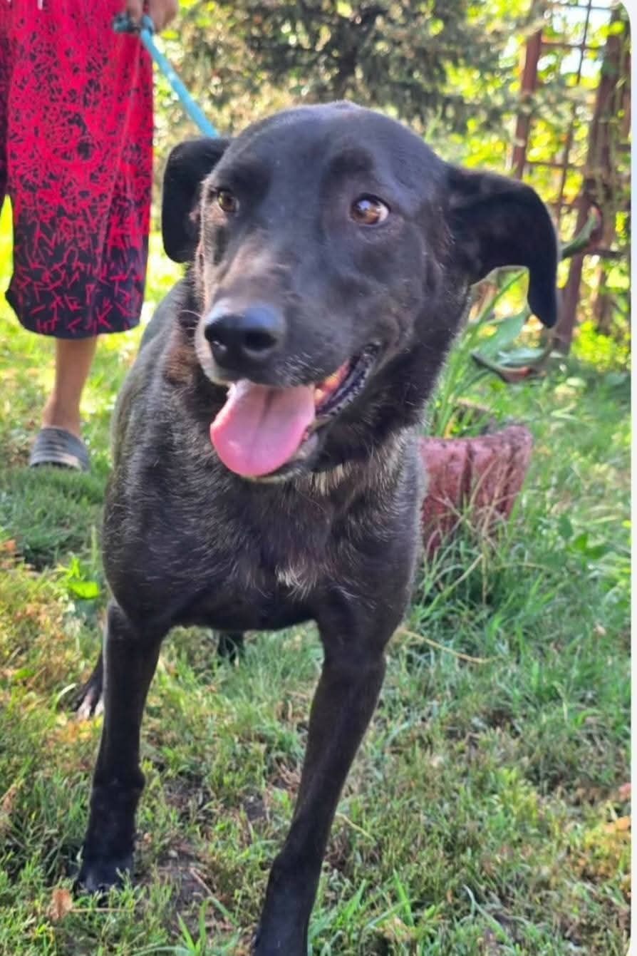 Leila, a 2 years old female Unknown available for adoption from Miss Mollies Rescue in North Yorkshire