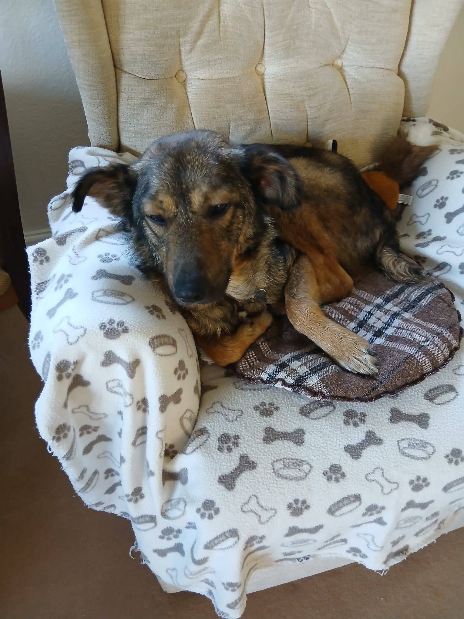 Marvel, a 7 years old male Unknown available for adoption from Miss Mollies Rescue in North Yorkshire