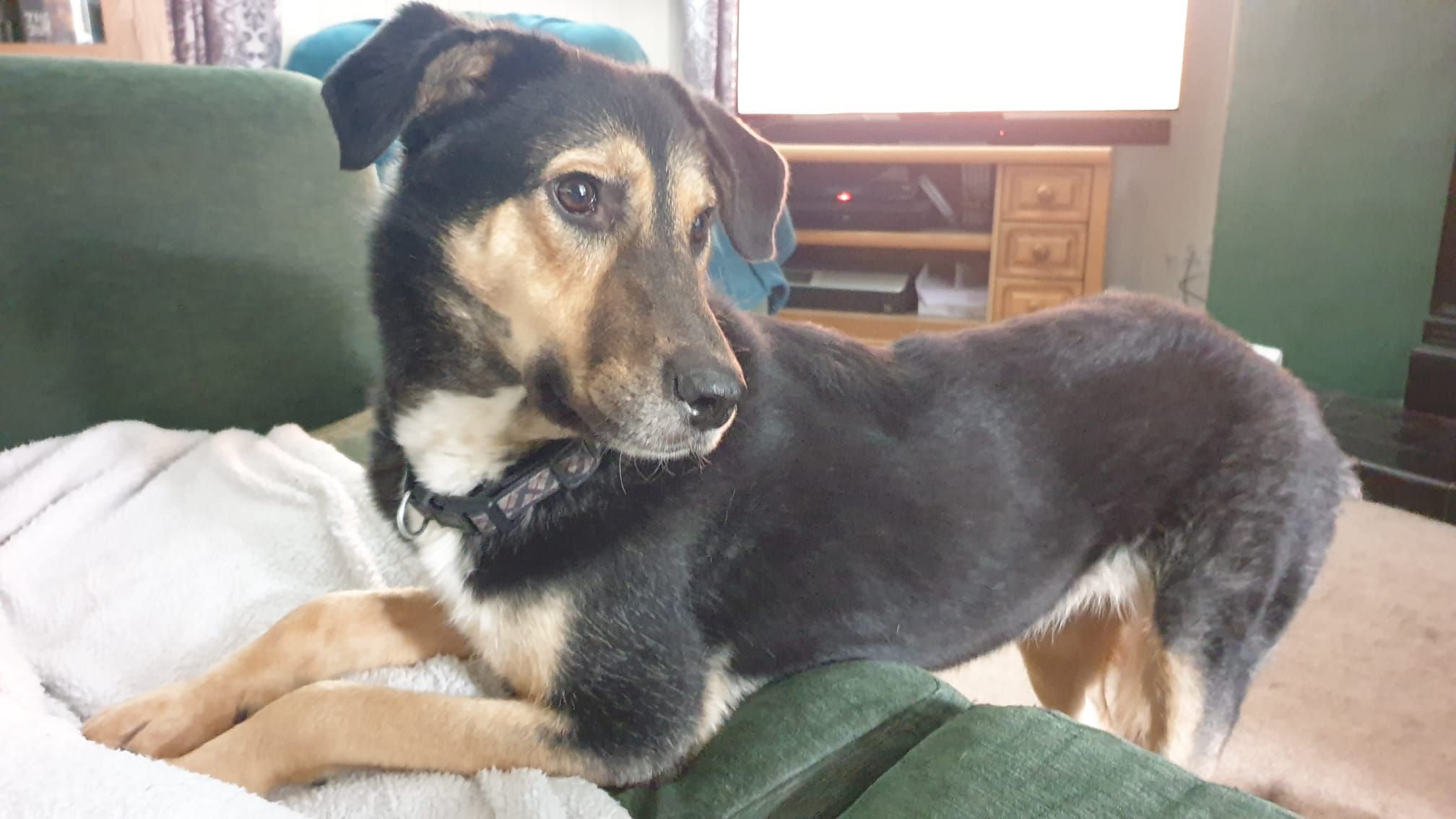 Luna, a 3 years old female Unknown available for adoption from Miss Mollies Rescue in North Yorkshire