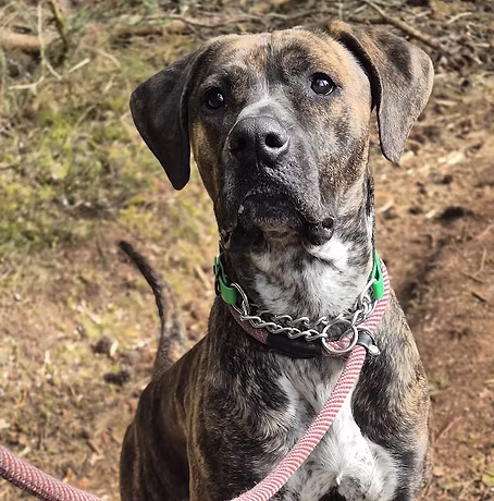 Raya, a 2 years old female Mastiff X available for adoption from Munlochy Animal Aid in Scotland
