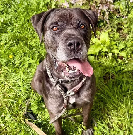 Lenny, a 7 years old male Mastiff X available for adoption from Munlochy Animal Aid in Scotland