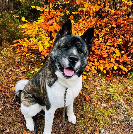 Bobo, a 6 years old male Akita available for adoption from Munlochy Animal Aid in Scotland