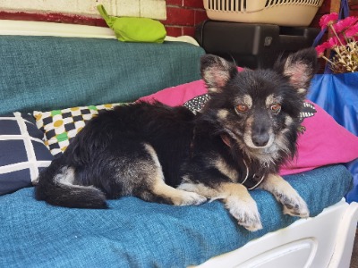 KANCHO, a 18 months old male Crossbreed available for adoption from New chance for strays in Bulgaria