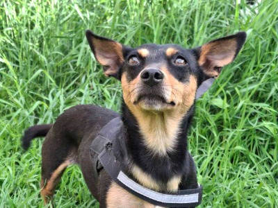 MINDY, a 2 years old female Miniature Pinscher available for adoption from New chance for strays in Bulgaria
