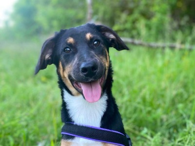 DAISY, a 7 months old female Crossbreed available for adoption from New chance for strays in Bulgaria