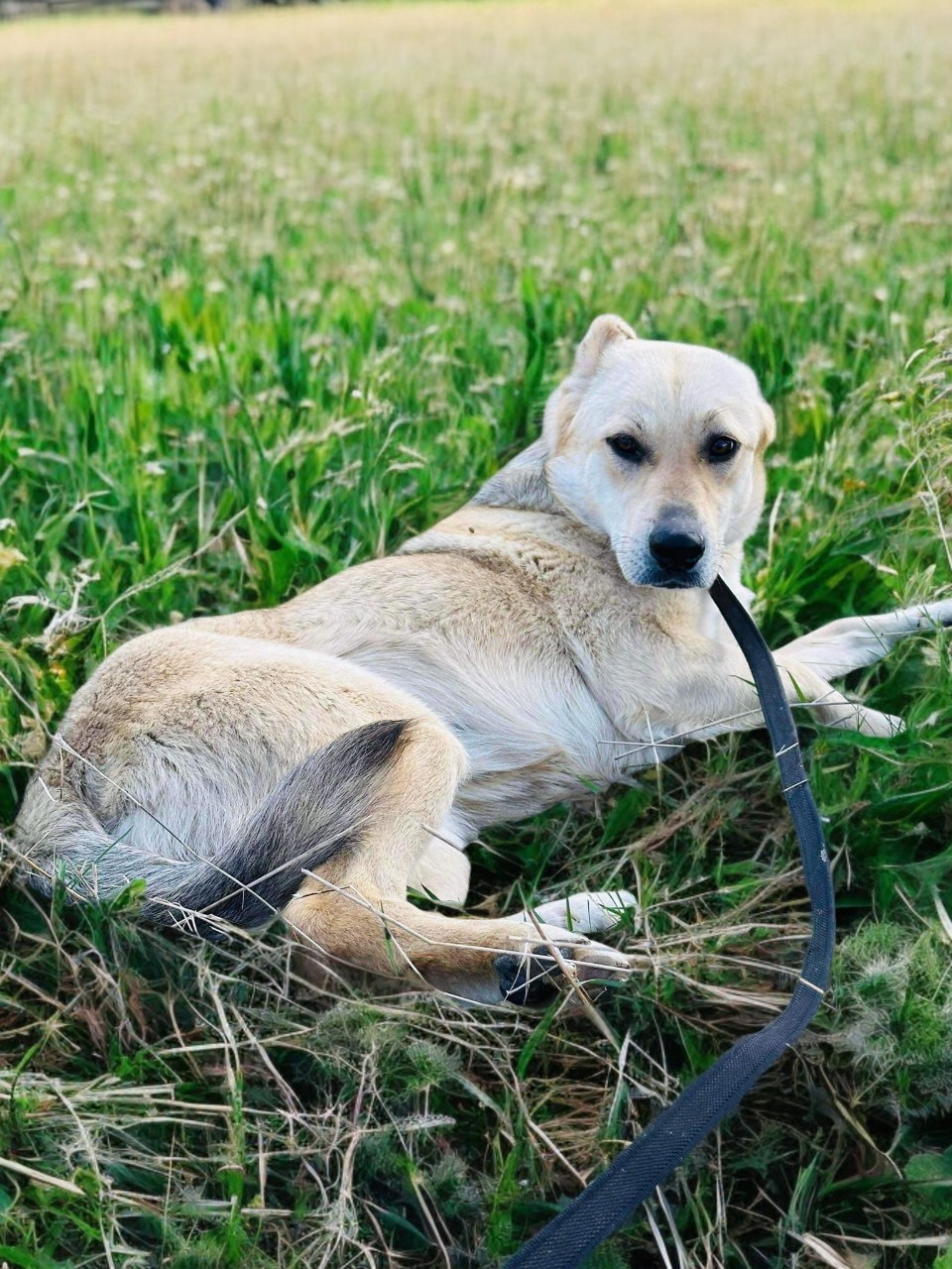 Aggie, a 4 years old female Crossbreed available for adoption from New Leaf Dog Rescue in Lincolnshire